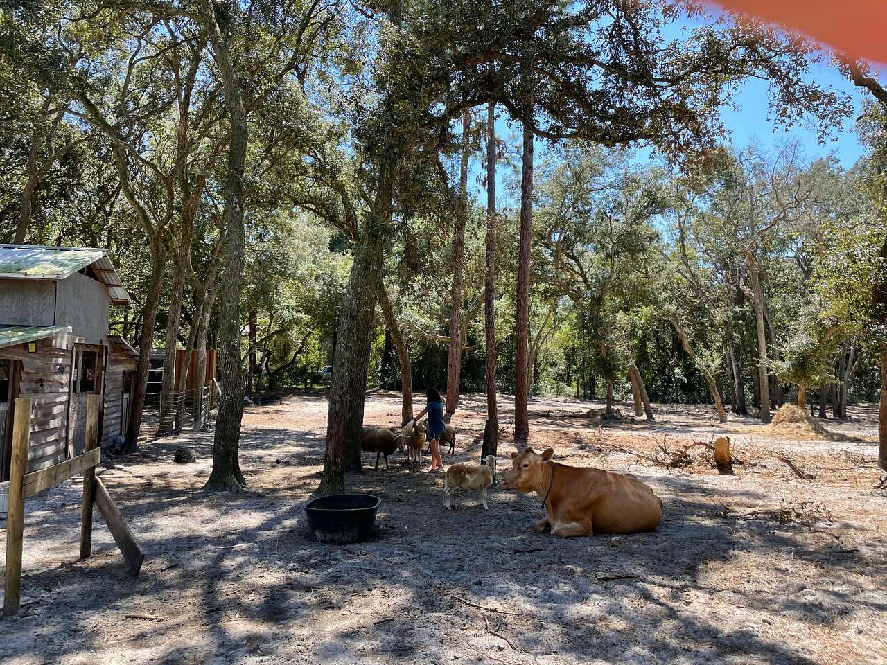 Los Pollitos Family Farm