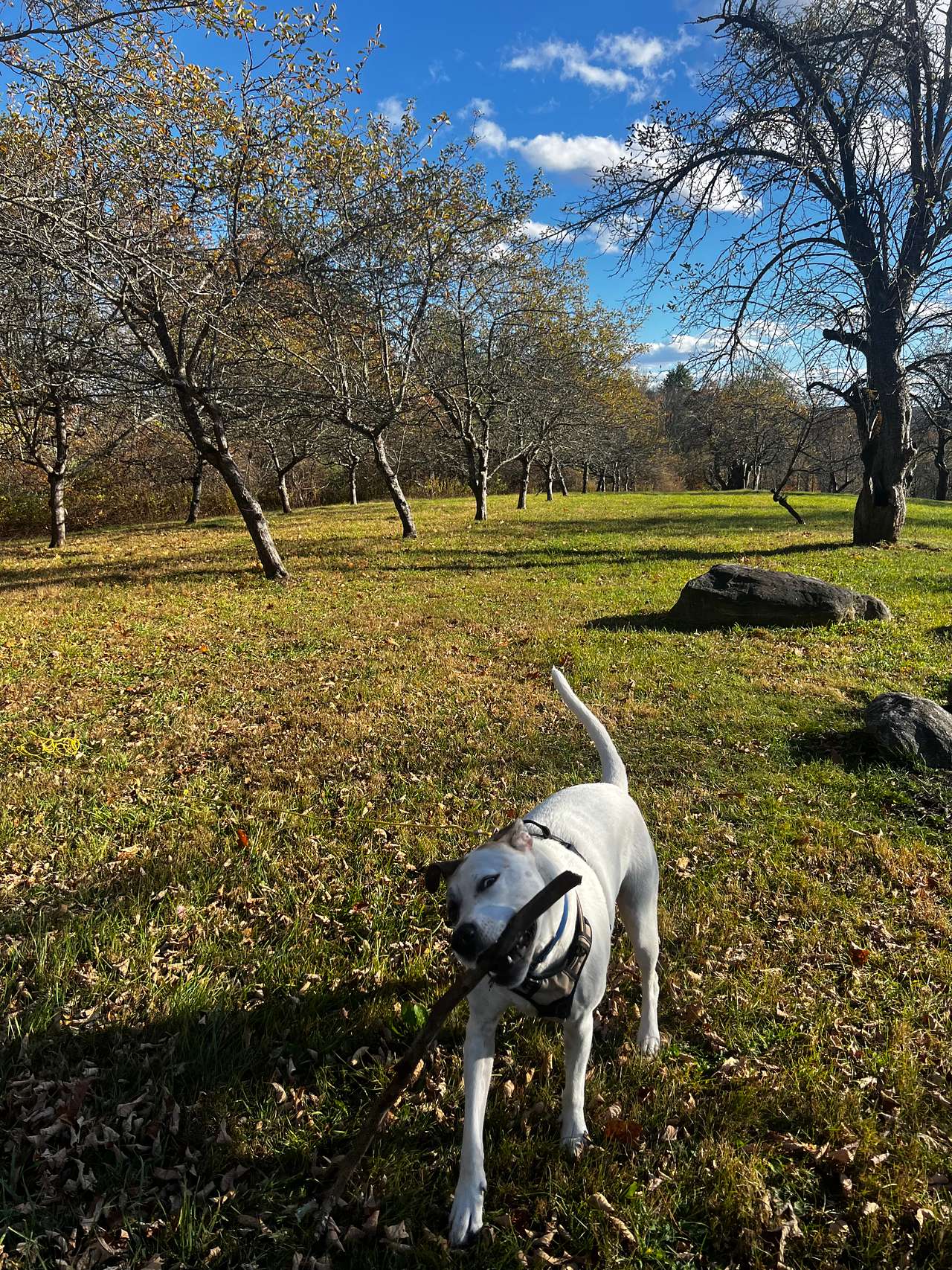 Sunset Hill Orchard
