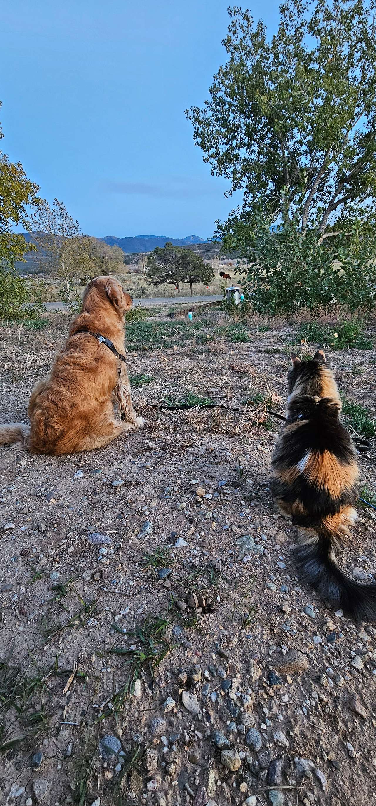 Fuzzbutts Observing the Neighbors Cows