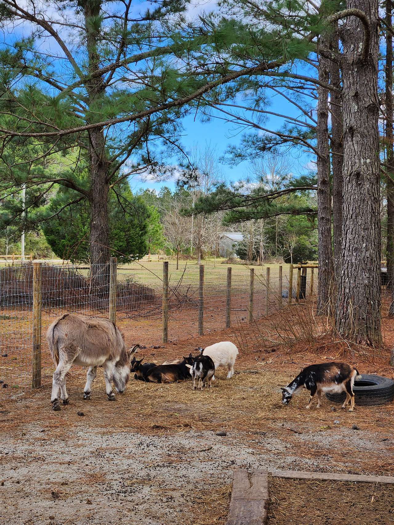 Frequency Farm Healing Homestead