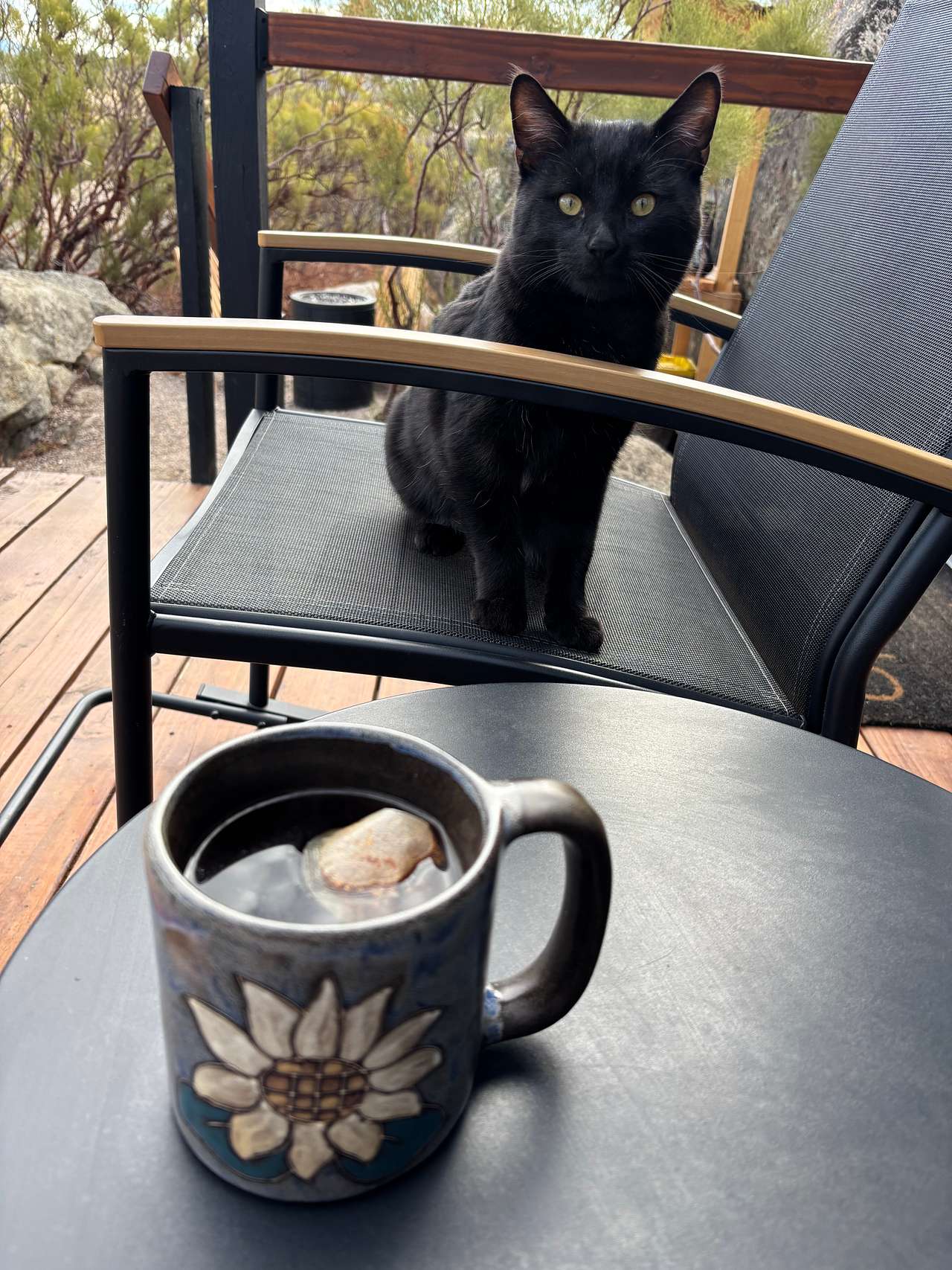 Farm cat greeting us during our morning tea
