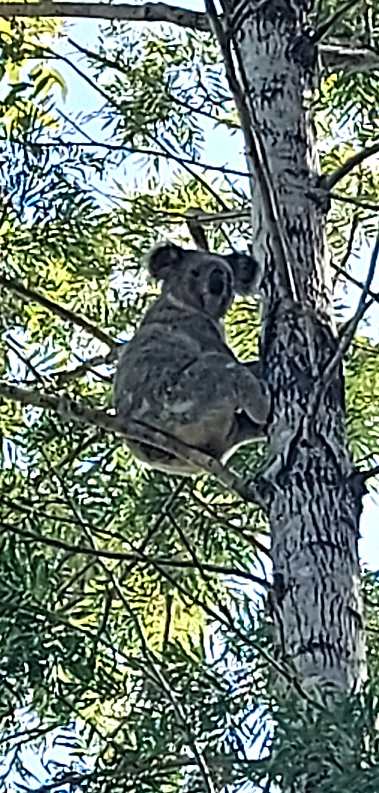 Koalas can be seen and heard during breeding season