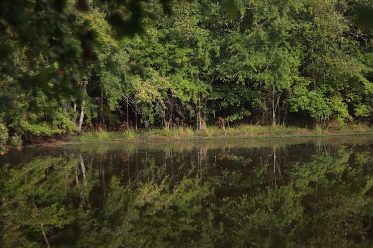 Myc’s Forest