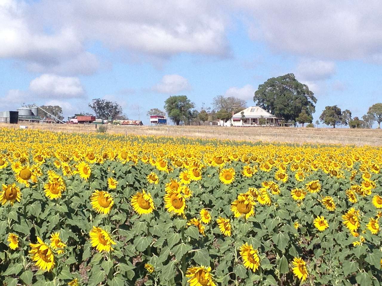 Mountview Farmstay