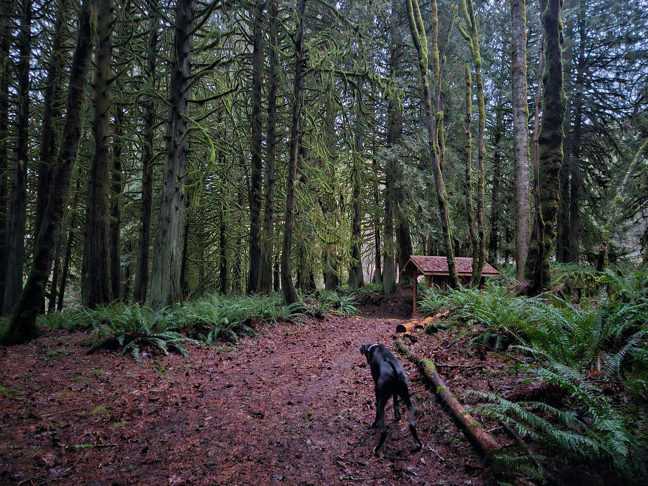 Sauk View Woods