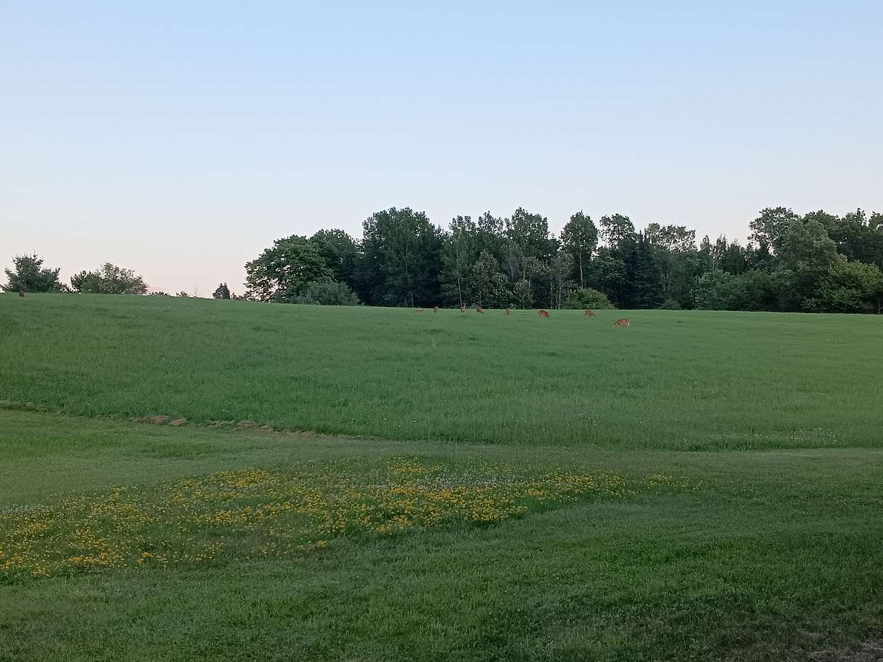 Green Acres