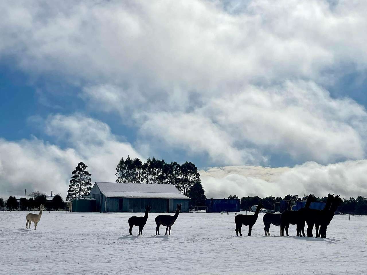 Waratah Alpaca and Pepperberry Farm