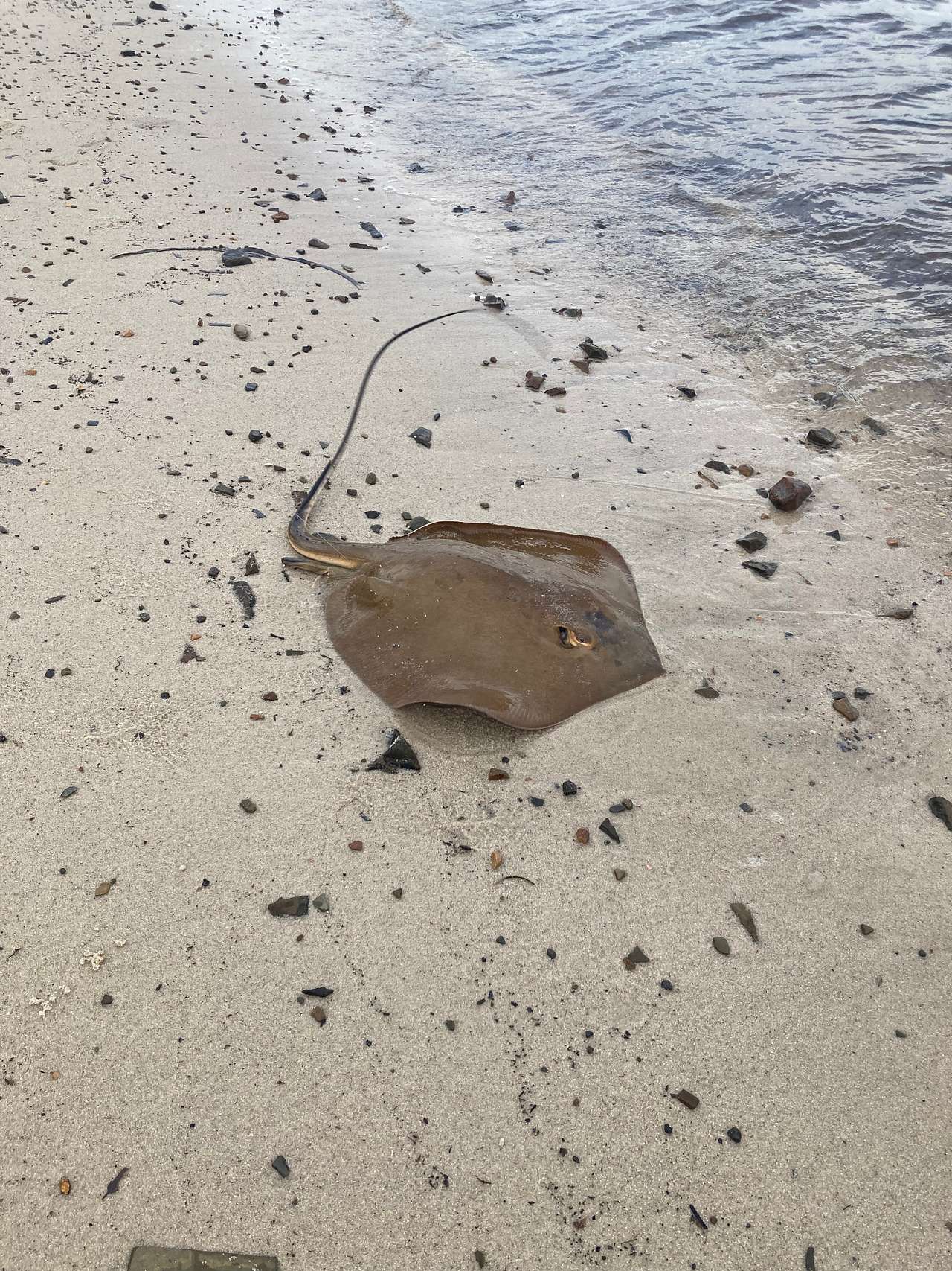 Went fishing and caught a stingray