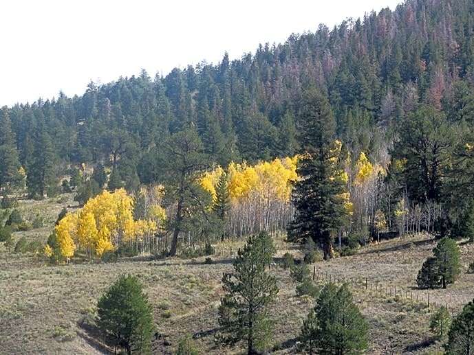 Mogote Meadow Cabins & RV Park
