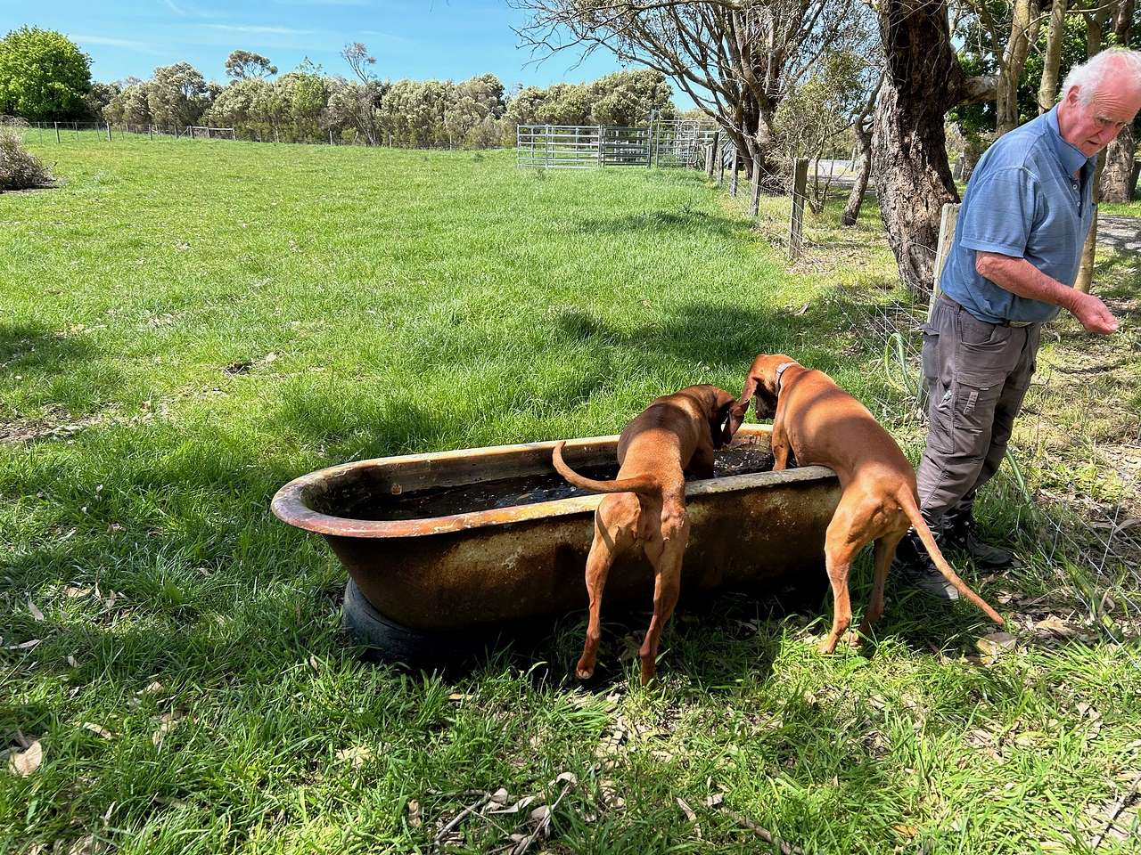 The Farm @ JU Buffalo (S Gippsland)