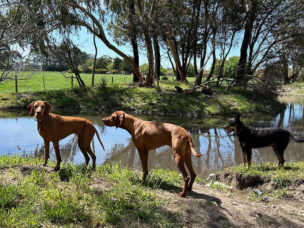 The Farm @ JU Buffalo (S Gippsland)