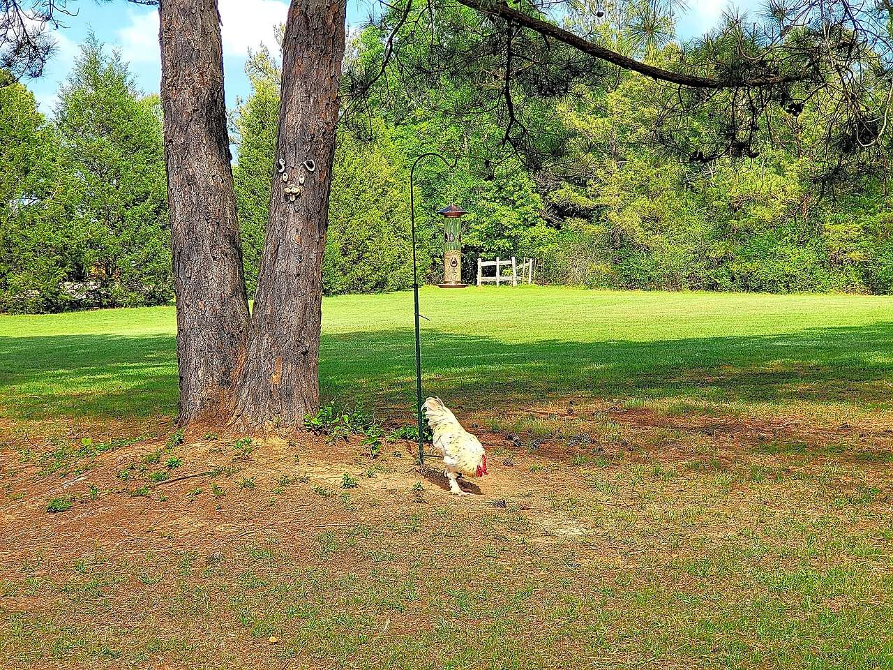 Timberline RV Park