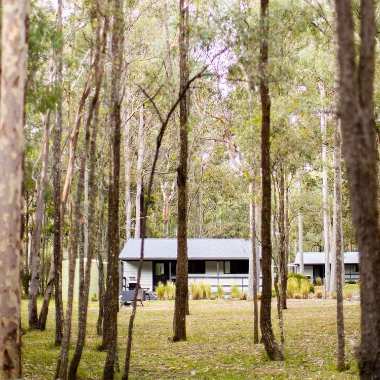 Wild Woods