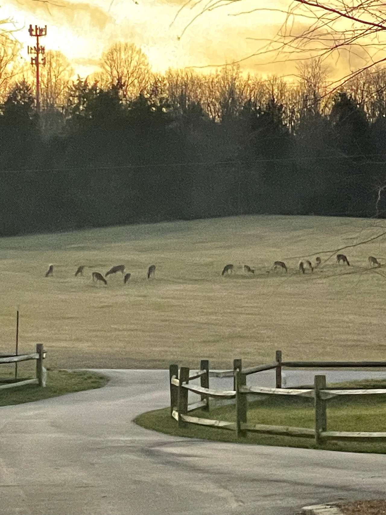 We enjoy seeing lots of deer on our property in the evenings and early mornings. 