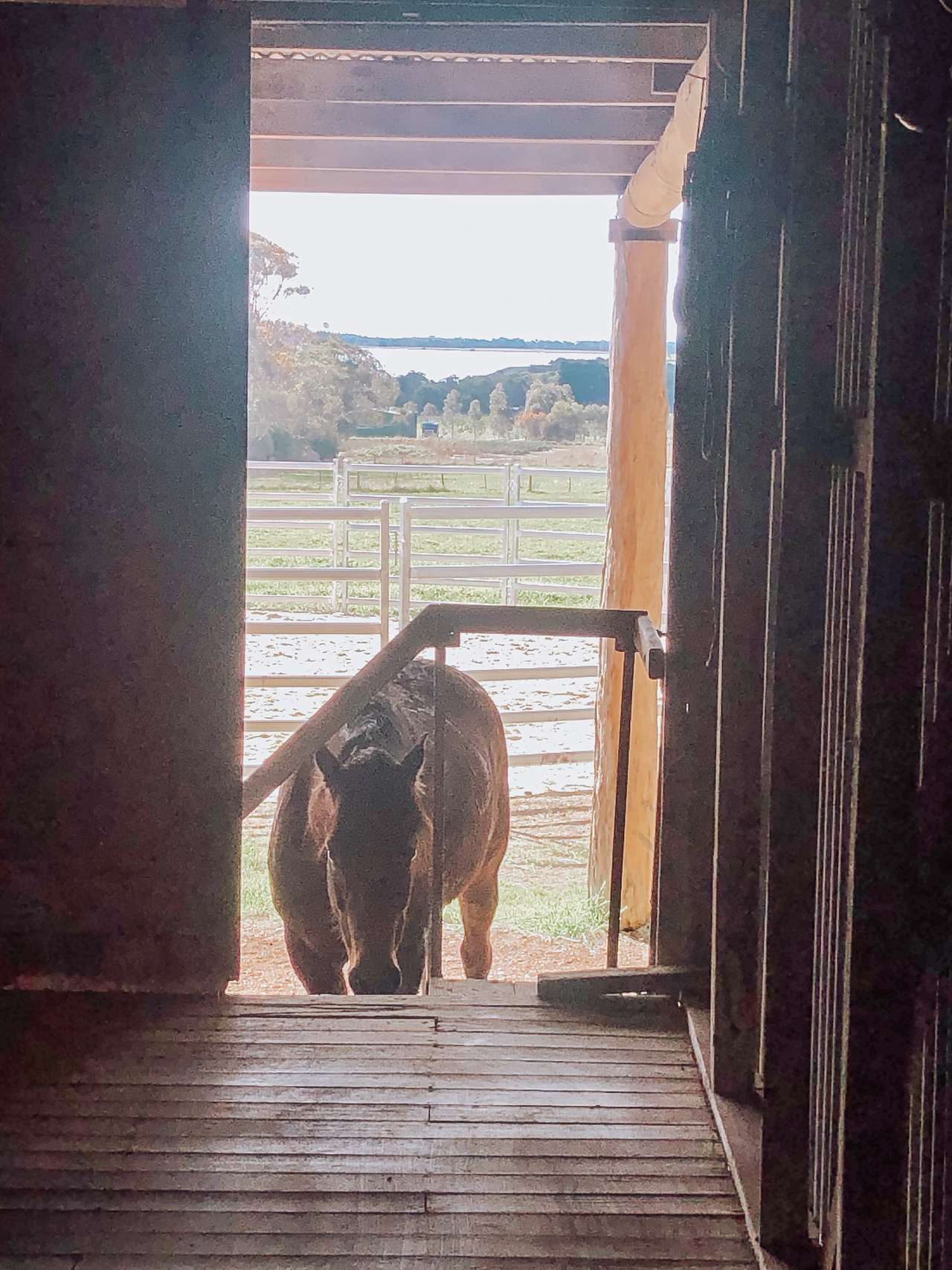 BelleVue Farm