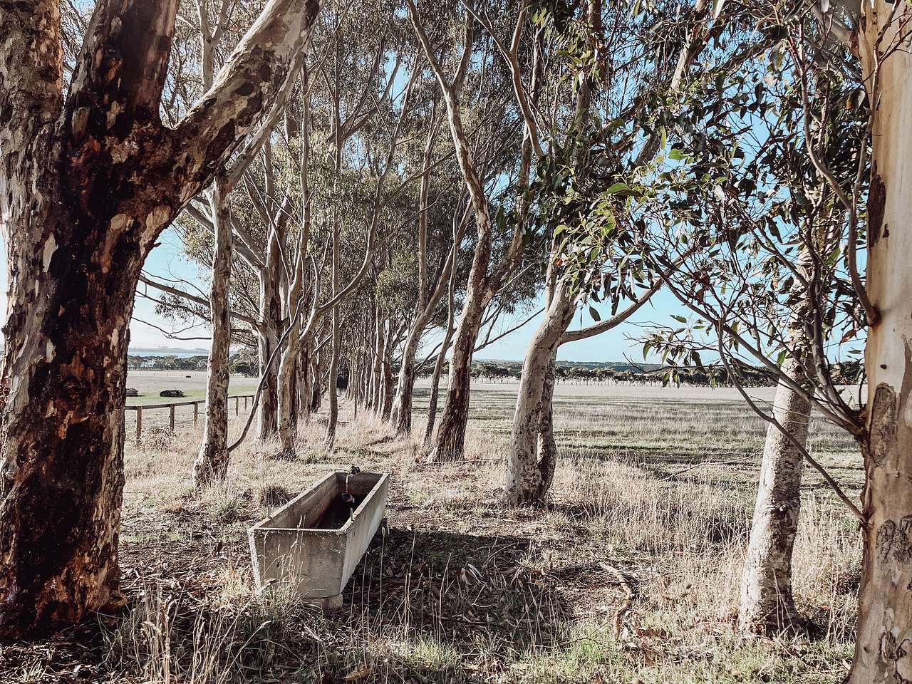 BelleVue Farm