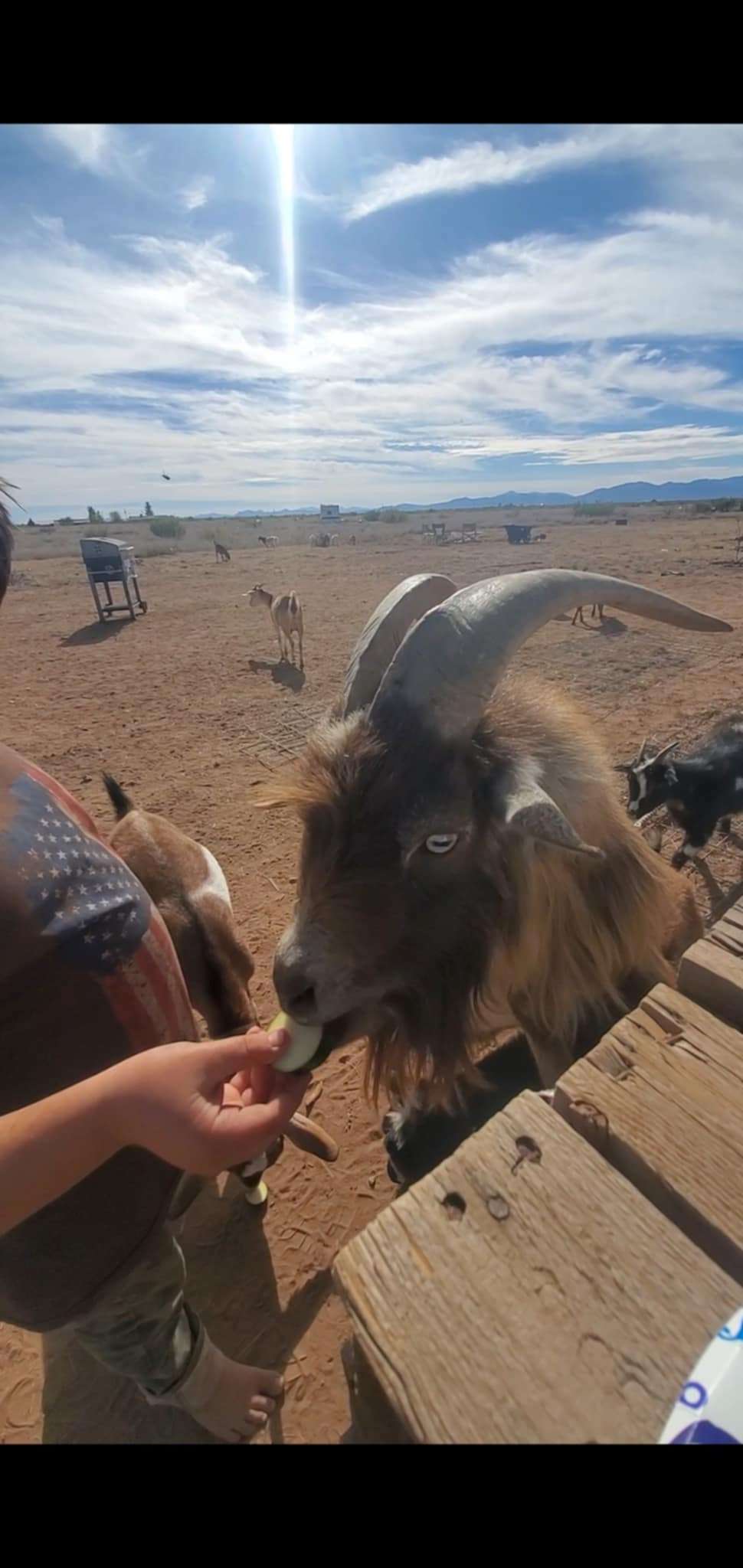 Looney Zuni Acres