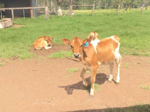Ayr Farm Riverside Camp