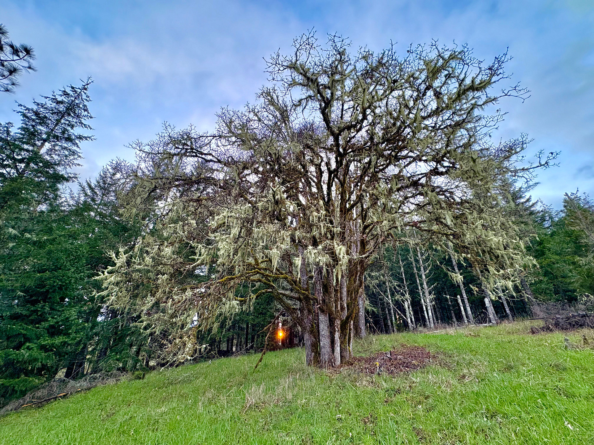 Royal Heart Hill