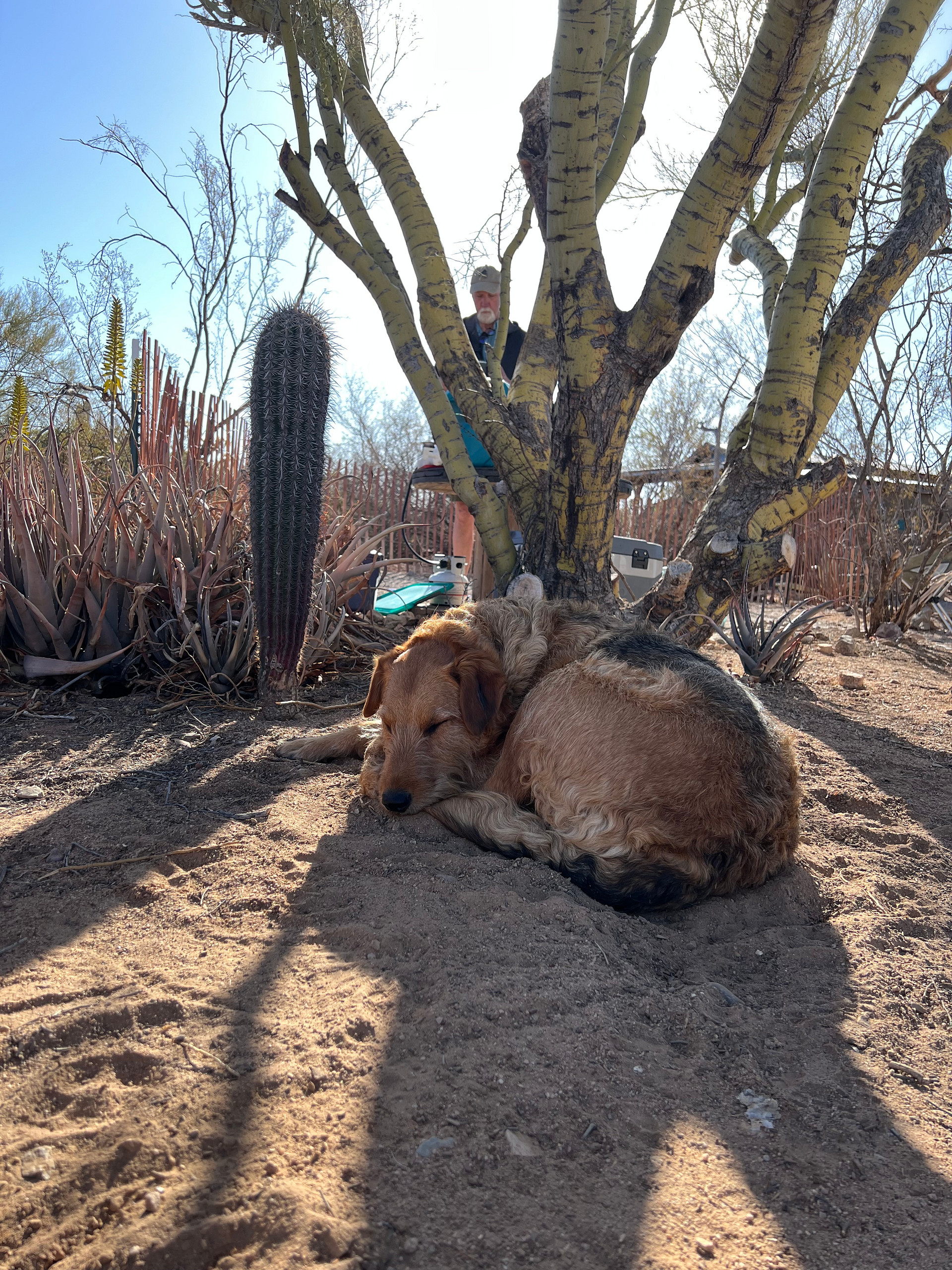Camp Saguaro