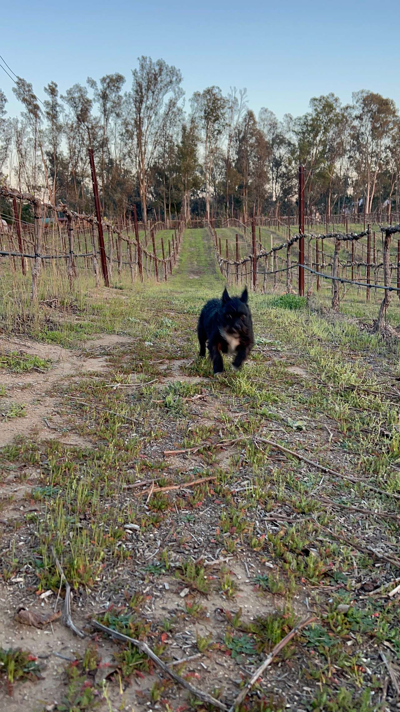 Dos Fernandos' Hideaway RV vineyard