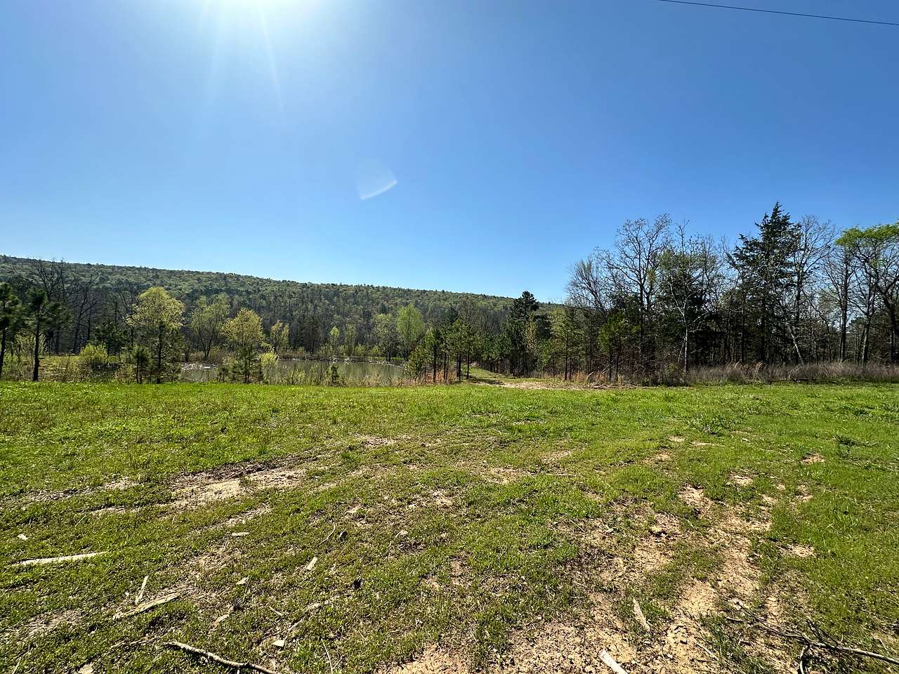 Buffalo Tree Ranch