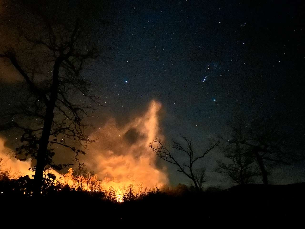 Buffalo Tree Ranch