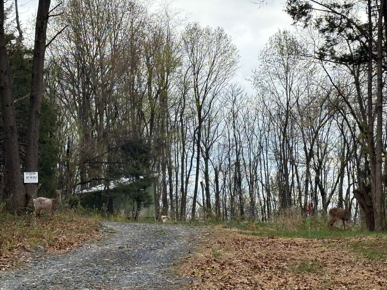 Keezletucky Ridge & Disc Golf