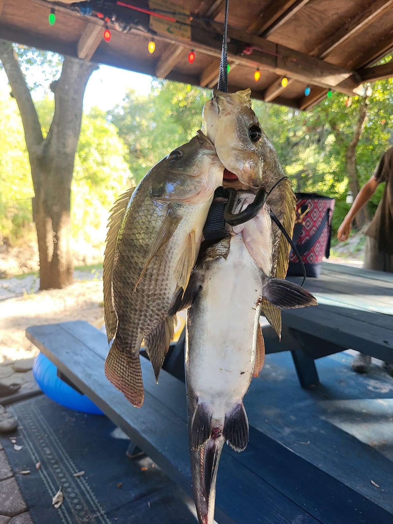 Camp Champ