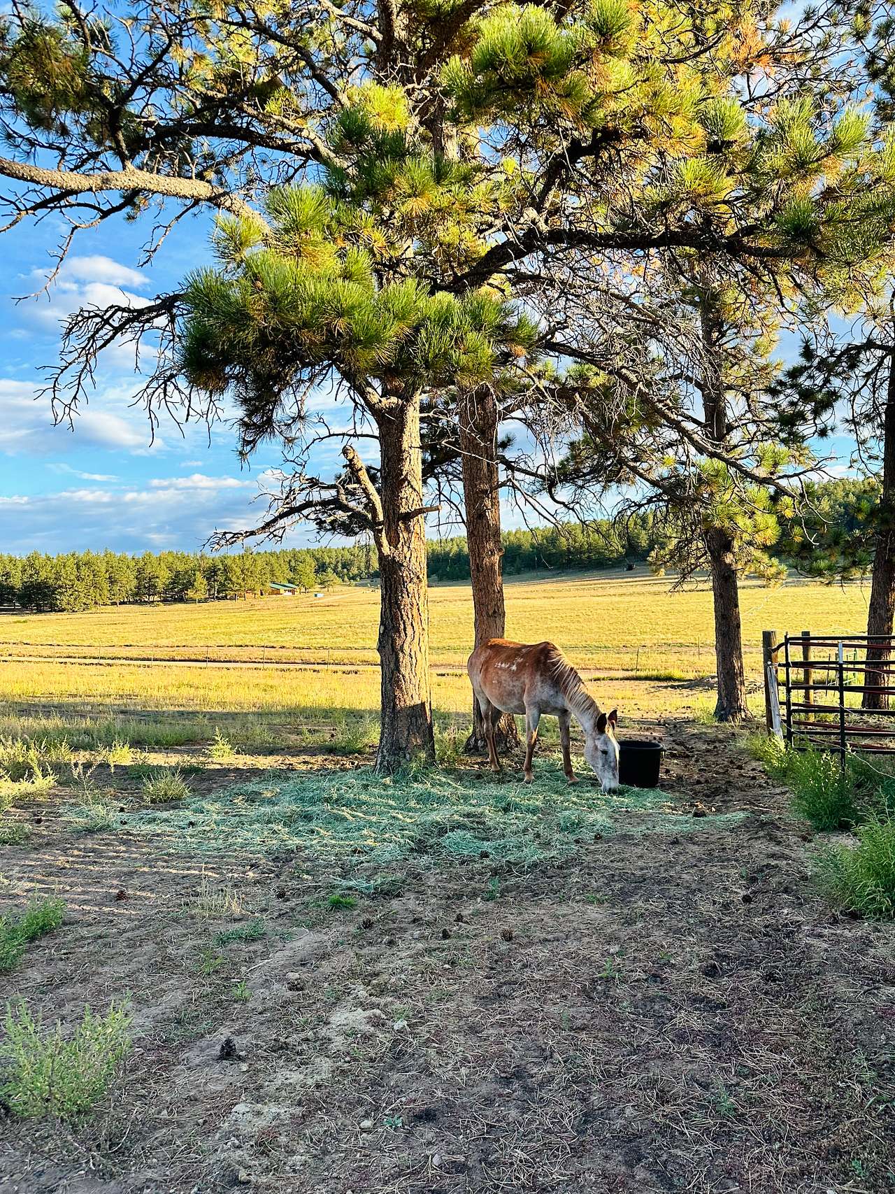 M Lazy C Ranch