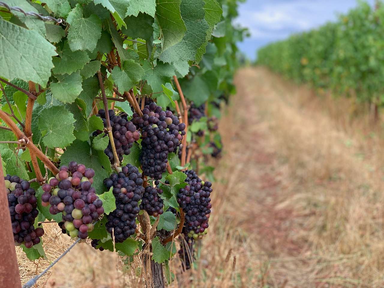 Vineyard Glamping Bliss