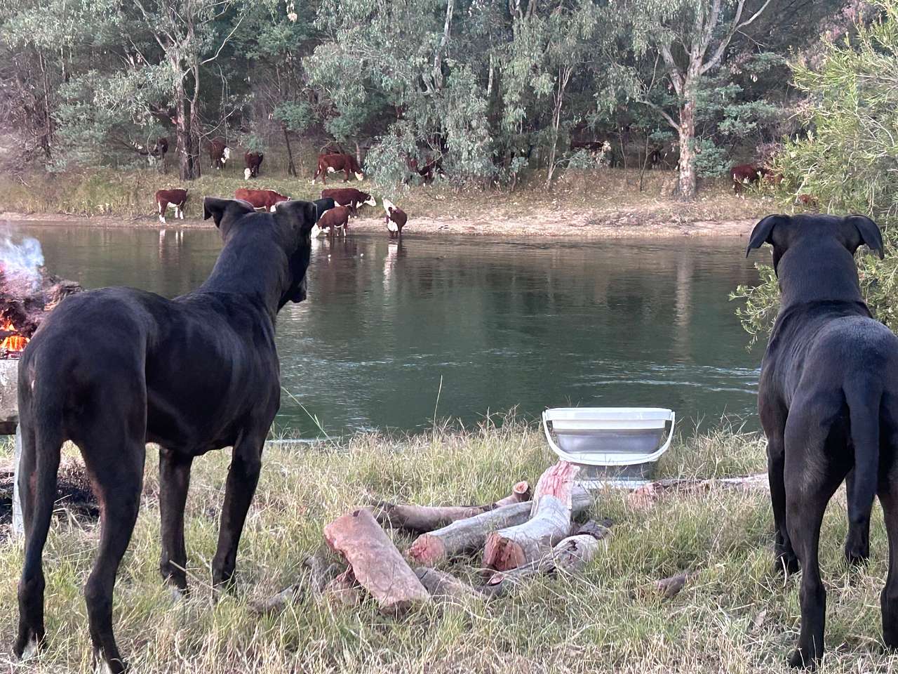 Willowbank on the Murray