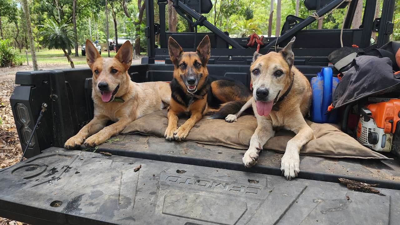 Rip, Luna and Max.