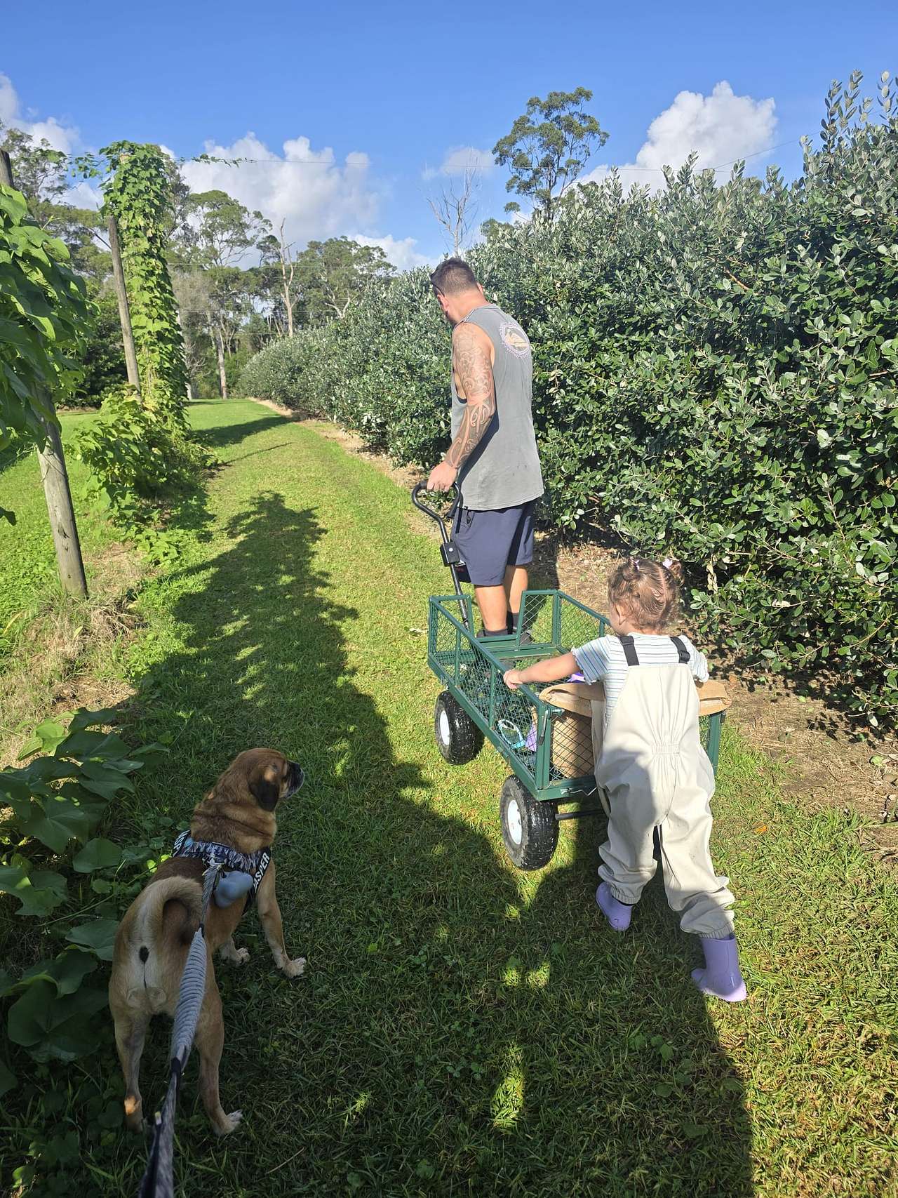 FEIJOAS