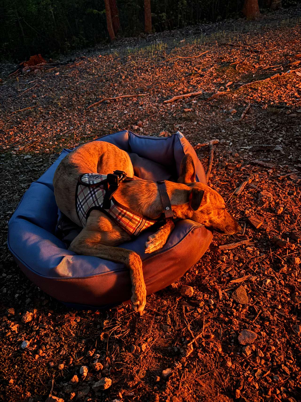 Dog chilling after a long day of hiking. 