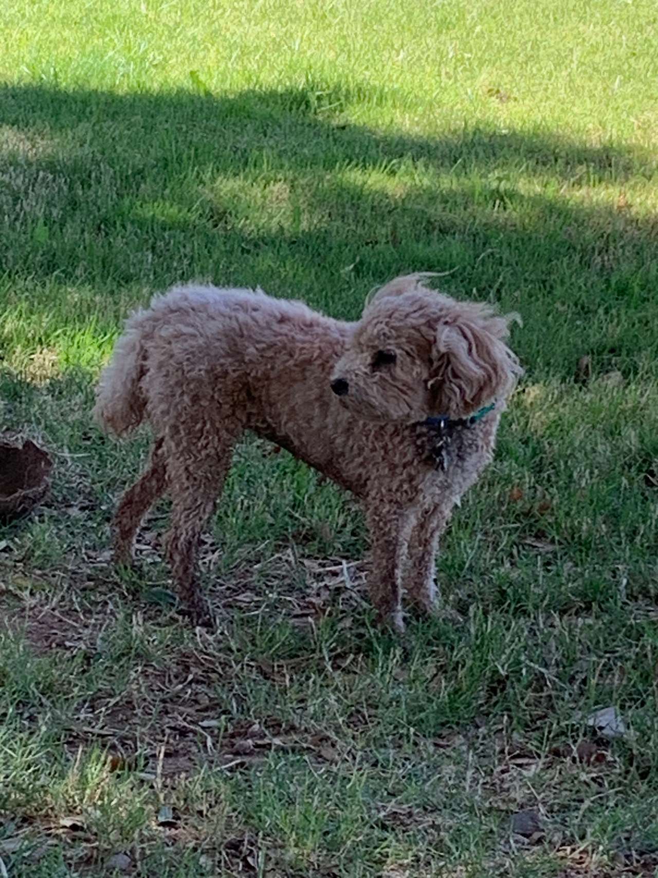 Our dog Lotte getting dirty