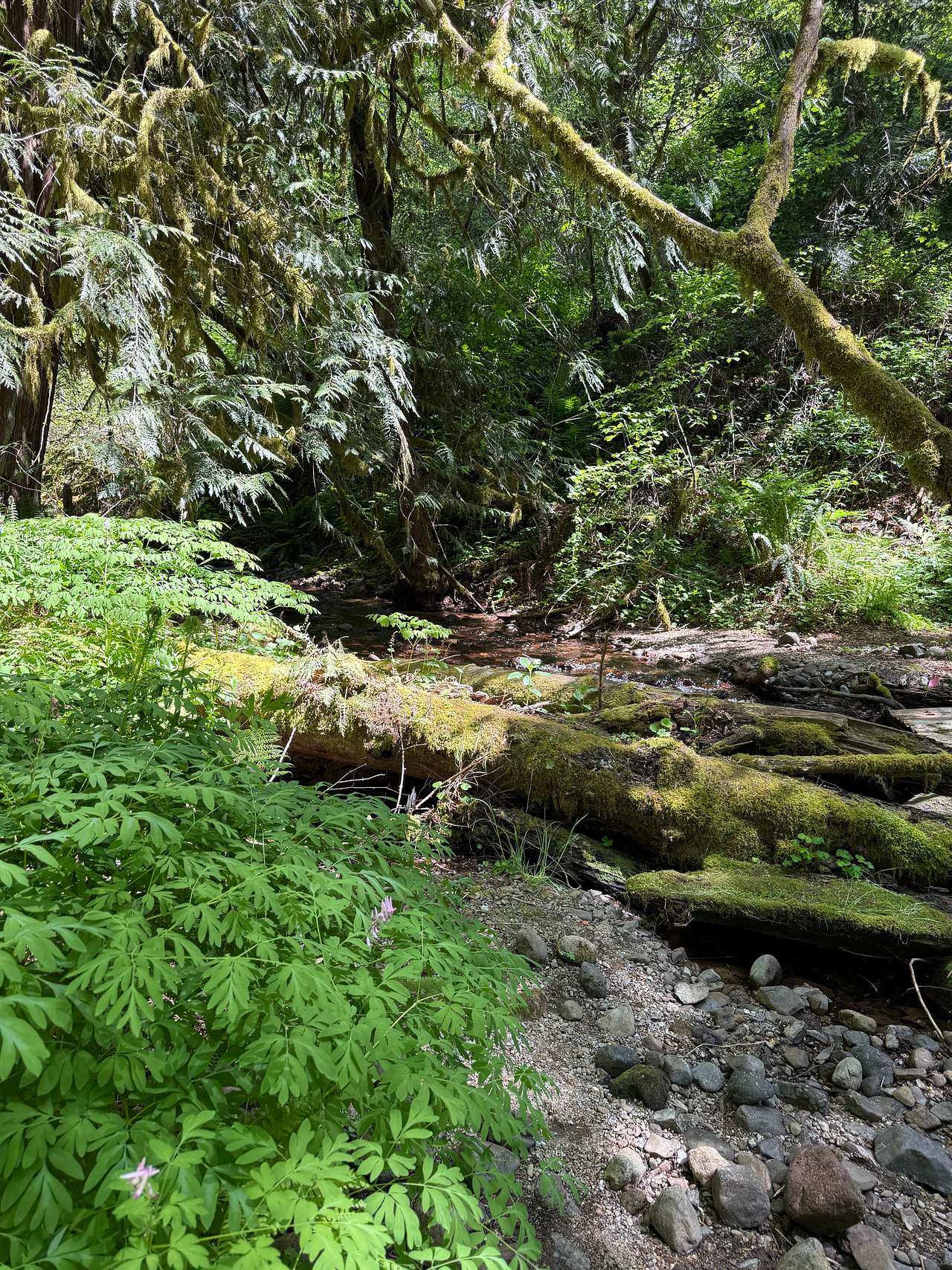 Lake Merwin Getaway