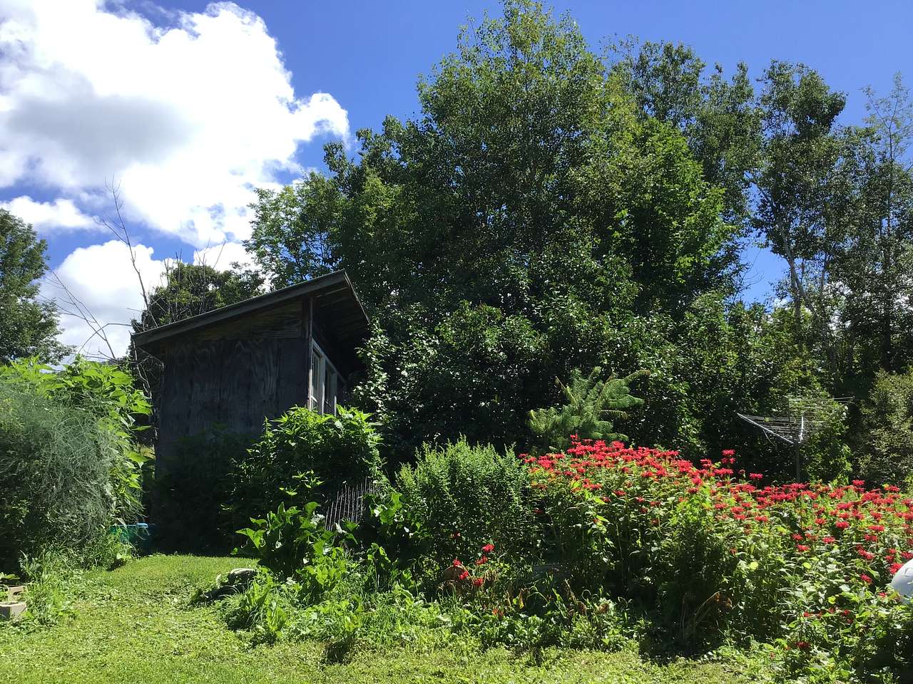 The outhouse in the bee balm patch