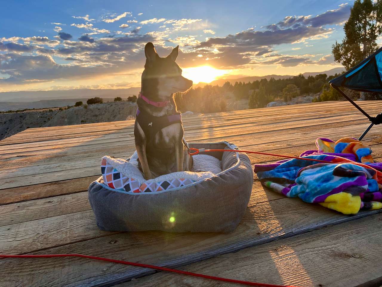 Dog approved!