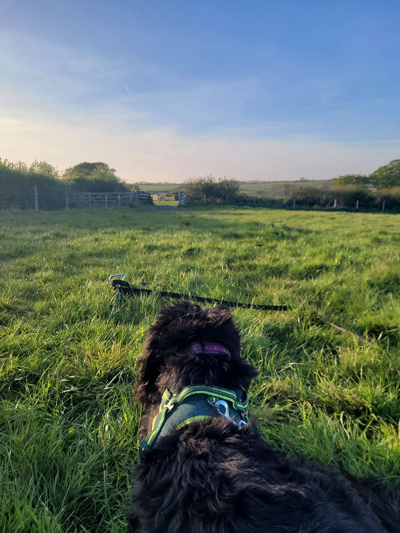 Milkmaid Meadow Campsite