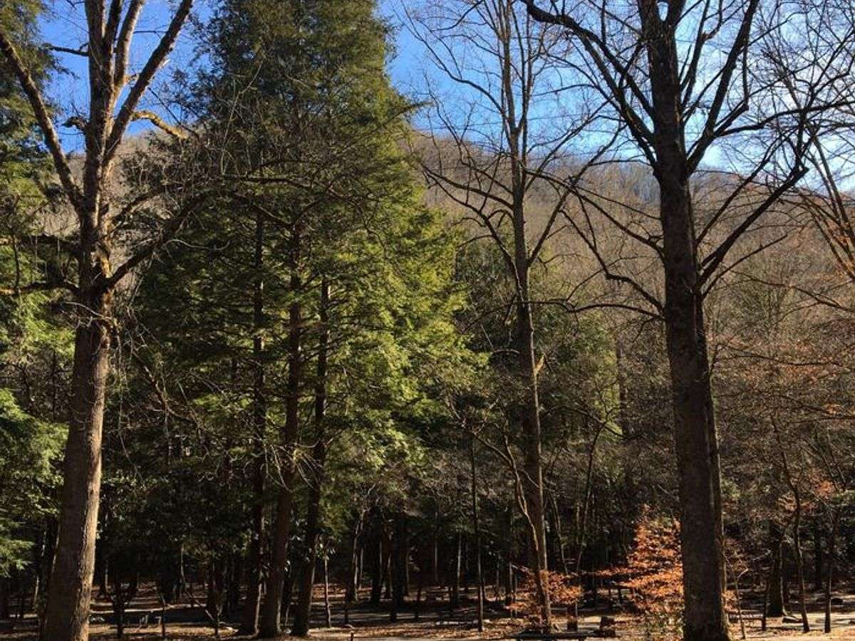Cover photo for Smokemont Campground