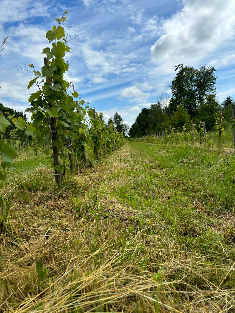 Vignoble et Domaine des Aromes
