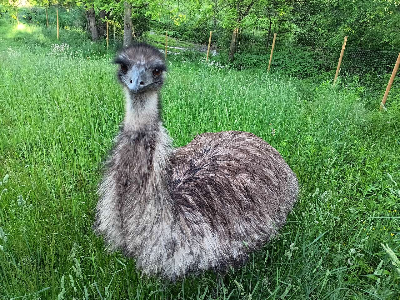 E-claire is more reserved! Emu love❤️ !
