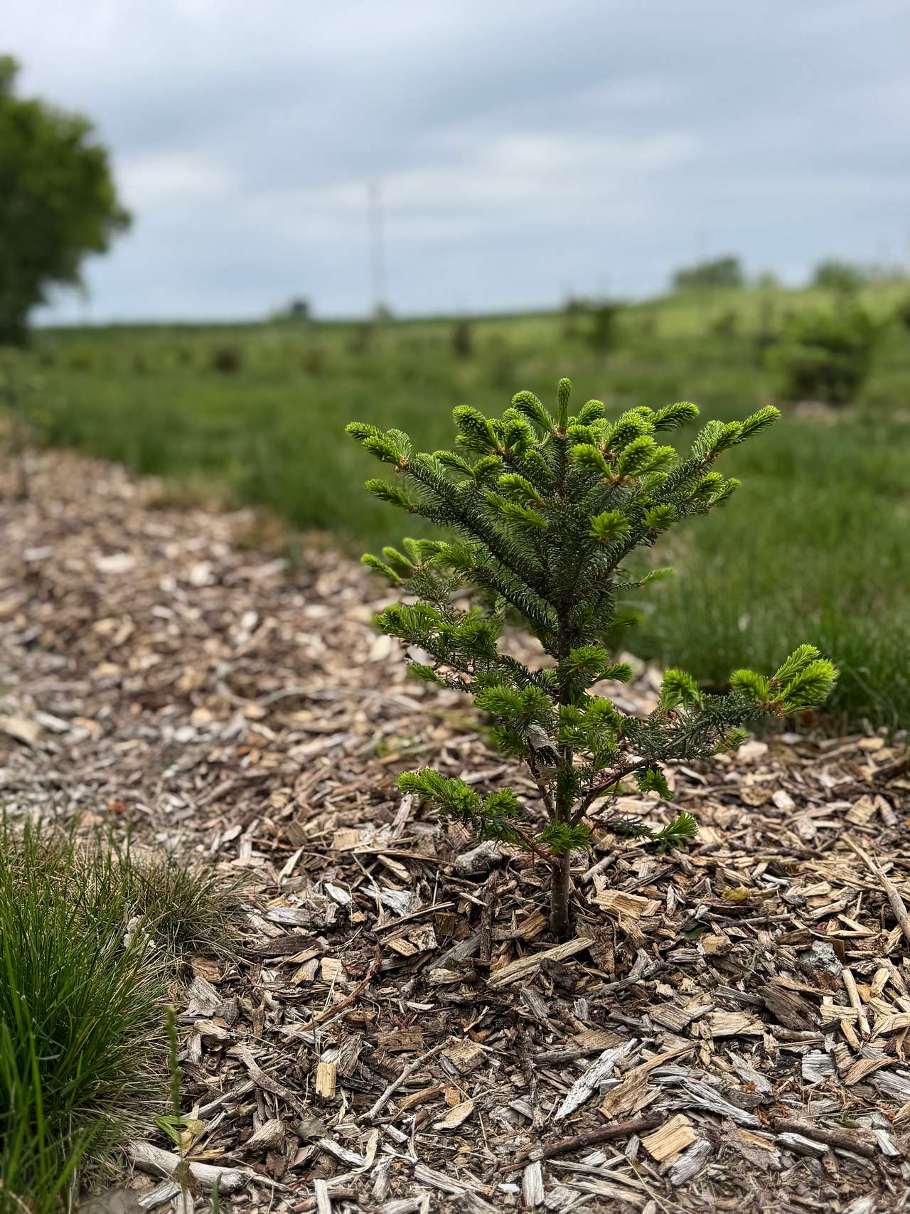 DILLON TREE FARM