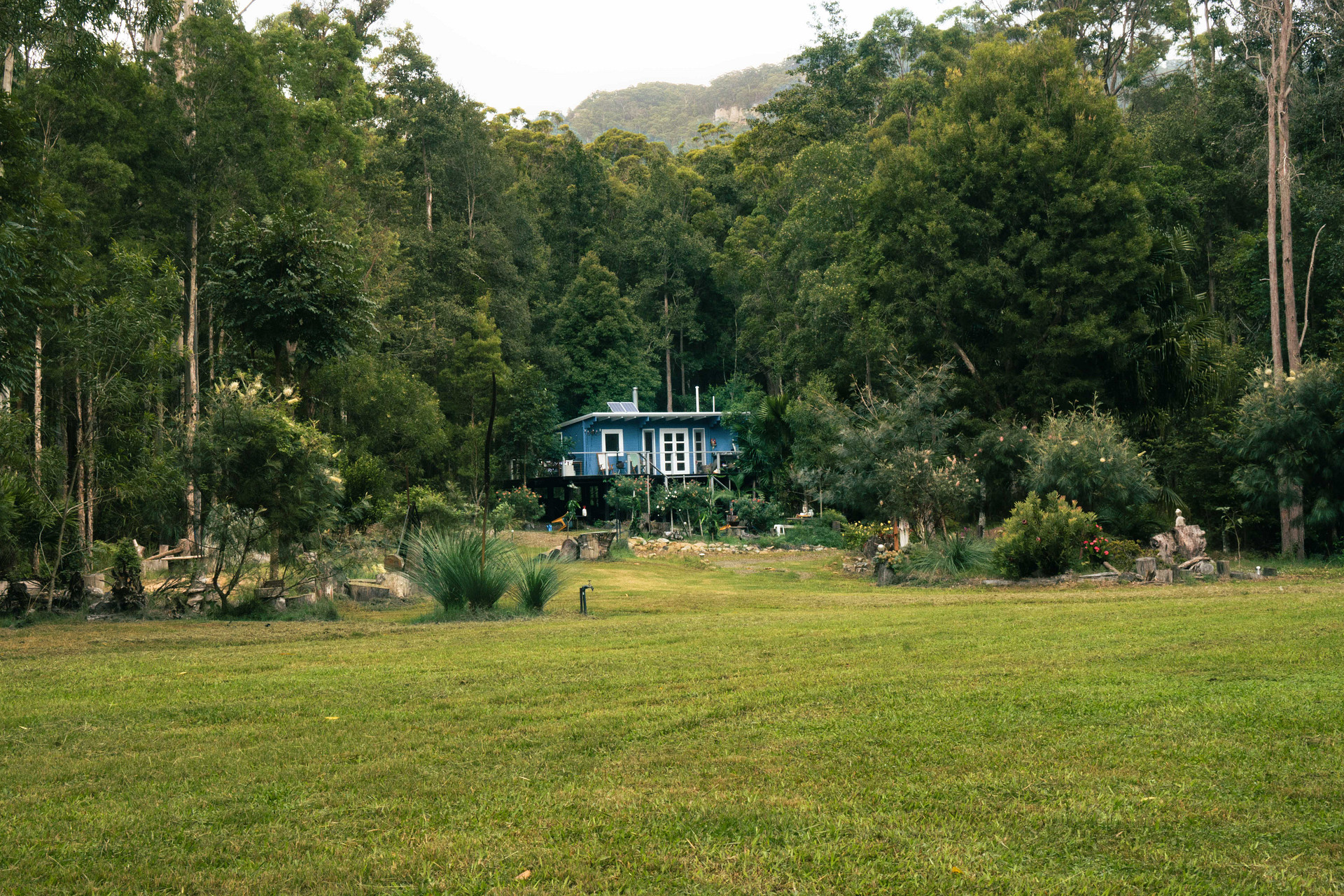 Wombat's Forrest