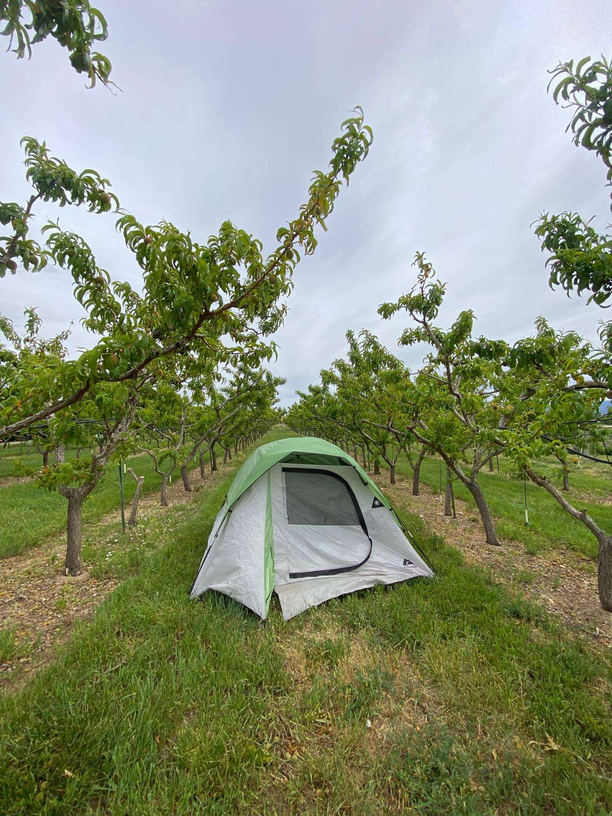 The Peachfork