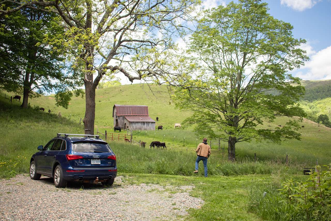 Watching the cows next to our dome
