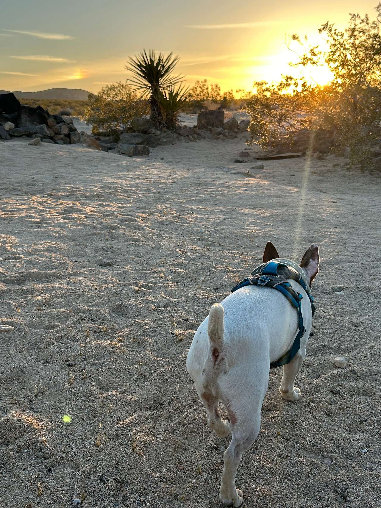 Copper Moon Camp in Joshua Tree