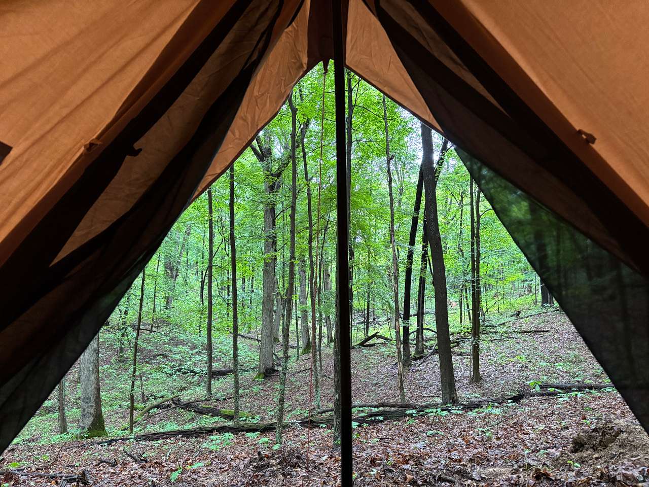 Firefly Forest