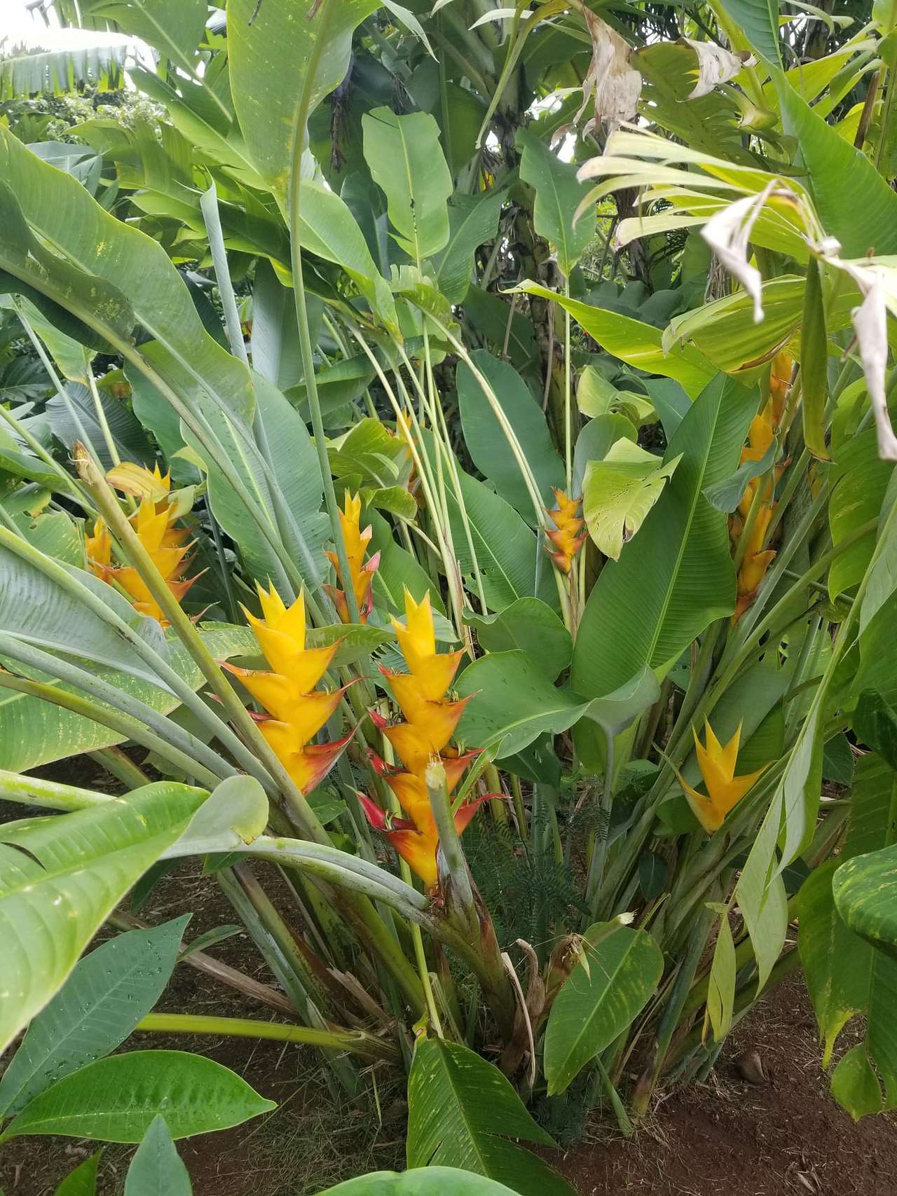Rainforest Gradens